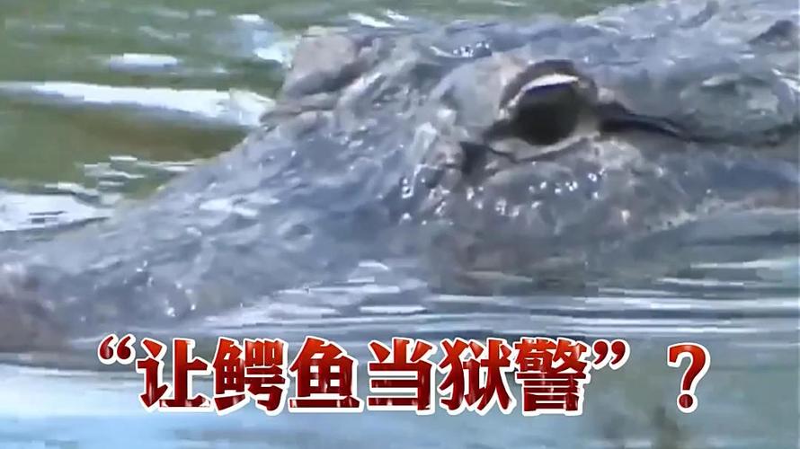 美国一联邦法官叫停扩建“鳄鱼恶魔岛”